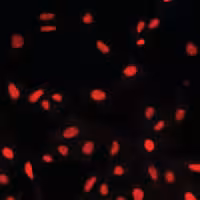 Draq5 fluorescent probe 50 µl