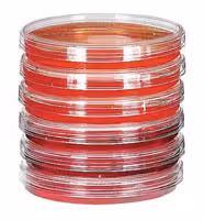 Boîte de Pétri stérile x 500