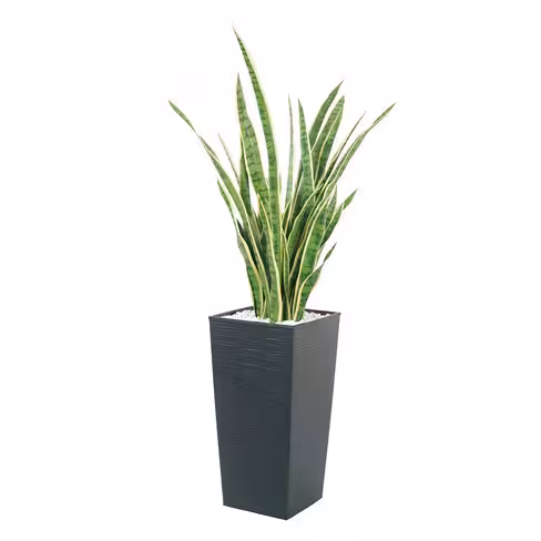 Jardinière polypropylène - l. 30 x h. 57 x pr. 30 cm - avec plante Sanseveria h. 92 cm