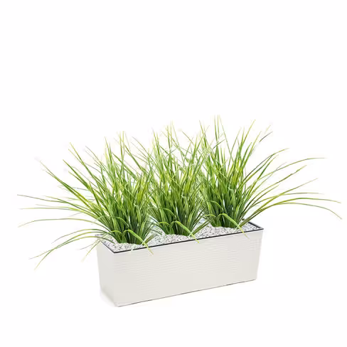 Jardinière polypropylène - l. 56 x h. 19,5 x pr. 19 cm - avec plante herbe Juncus h. 35 cm