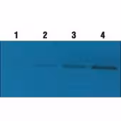 Qentix western blot signal 500 ml