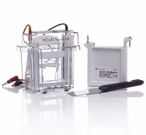 Cuve d électrophorèse xcell surelock mini-cell et module de transfert xcell ll