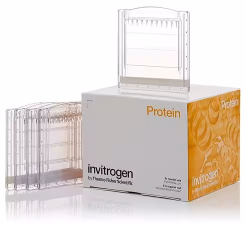 Gel NOVEX 10-20% tris-glycine mini 1 mm format wedgewell 15 puits x 10