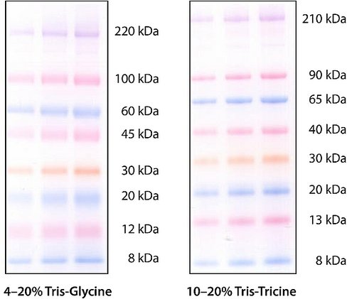 Colorburs electrophoresis marker, mol wt 8,000 220,000 da