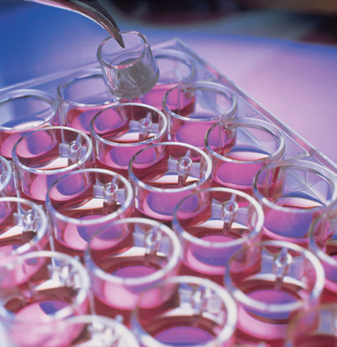 Insert culture cellulaire millicell 12 mm pc 12 µm x 50