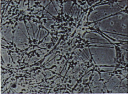 Plaque culture 6 puits Corning Primaria /1 Falcon x 50