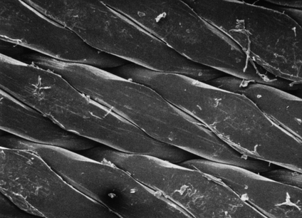 Pp net filter 25 µm 25 mm blanc plain x 100