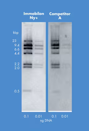I mmobilon-ny avec membrane charged nylon 0,45 µm 30 cm x 3.3 m rouleau