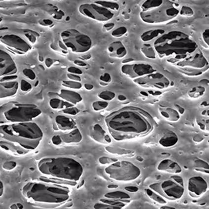 Membrane Millipore express plus, polyéthersulfone, hydrophile, 0,22 µm, 47 mm x 100