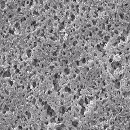 Membrane en nylon, hydrophile, 0,2 µm, 25 mm, blanche, Unie x 100
