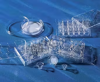 Insert Transwell transparent 6,5 mm membrane PC 3.0 µm traitée culture x 12