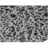 Membrane PES 0,1 µm 47 mm x 100