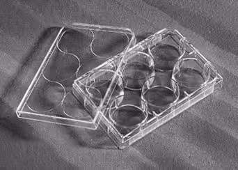 Plaque traitée culture cellulaire 6 puits fond plat PS stérile emballage par 5 avec couvercle x 100