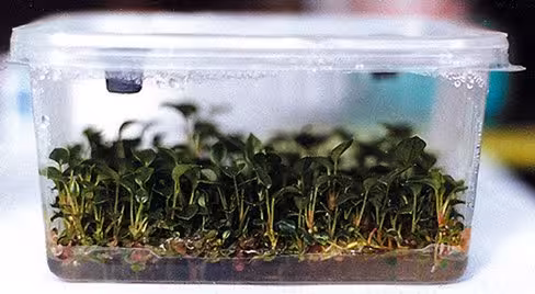 Barquette eco box 2 rectangulaire longueur 125 mm largeur 65 mm hauteur 80 mm couvercle filtre l blanc x 350