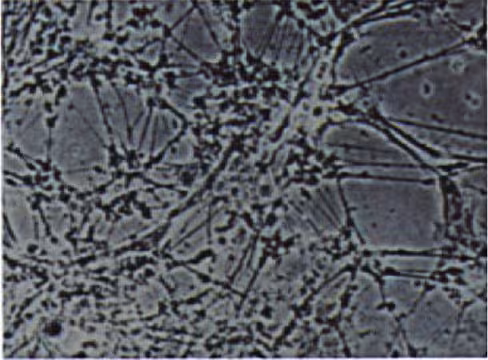 Flacon de culture Corning Primaria 250 ml 75 cm² col droit cap filtre x 100