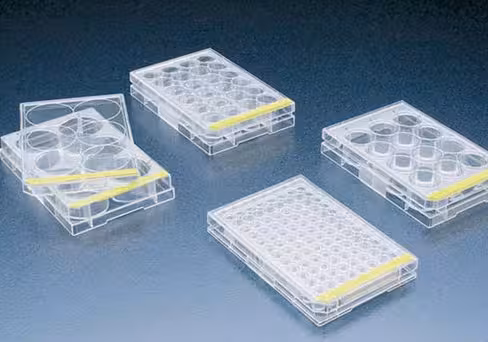 Plaque culture 6 puits TPP av couvercle stérile unitaire x 42