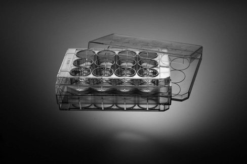 Plaque 12 puits tc Nest fond plat stérile ss/1 x 50