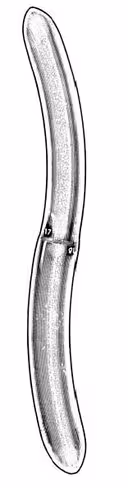 HEGAR dilatateur double 25/26 mm