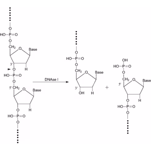 Deoxyribonuclease I 2000 kunitz U/mg 20 µg