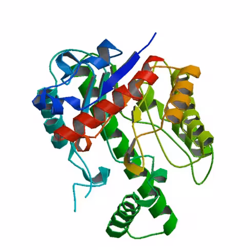 Hyaluronidase bovine testes activity: 300 usp uni 1 g