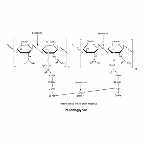 Lysozyme 20,000 U/mg solid 5 g