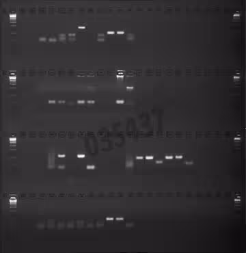 Gel agarose 1% tae avec bet 4 lignes de depots de 24+1 puits 5 pcs