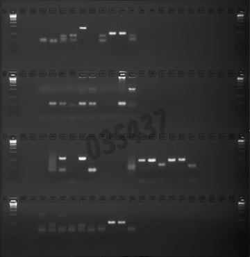 Gel agarose 1% tae avec bet 4 lignes de depots de 24+1 puits 5 pcs