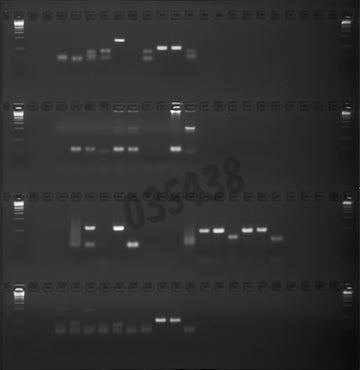 Gel agarose 2% tae avec bet 4 lignes de depots de 24+1 puits 5 pcs