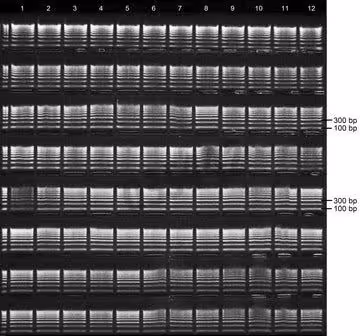 Gel agarose 2% tae avec bet 8 lignes de depots de 12+1 puits 5 pcs