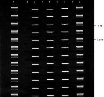 Gel agarose tbe 2% +etbr12(8+1) 5 pcs