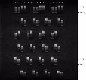Gel agarose 2% tbe avec bet 6 lignes de depots de 16+2 puits 5 pcs