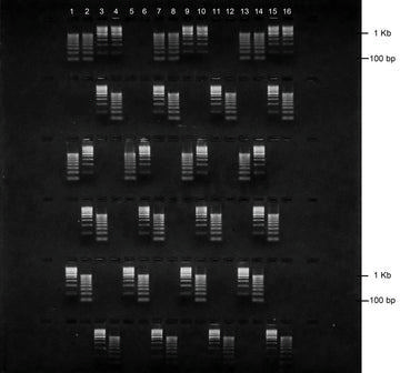 Gel agarose 2% tbe avec bet 6 lignes de depots de 16+2 puits 5 pcs