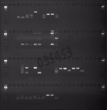 Gel agarose 1% tbe avec bet 4 lignes de depots de 24+1 puits 5 pcs