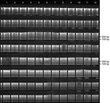 Gel agarose 2% tbe avec bet 8 lignes de depots de 12+1 puits 5 pcs