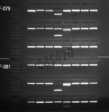 Gel agarose 2% tbe avec bet 6 lignes de depots de 8+1 puits 5 pcs