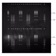 Gel agarose 3% tbe avec bet 2 lignes de depots de 18 puits 5 pcs