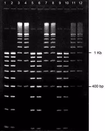 Gel agarose 3% tbe avec bet 12 puits 10 pcs