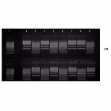 Gel agarose 1% tae avec bet 2 lignes de depots de 8+2 puits 10 pcs