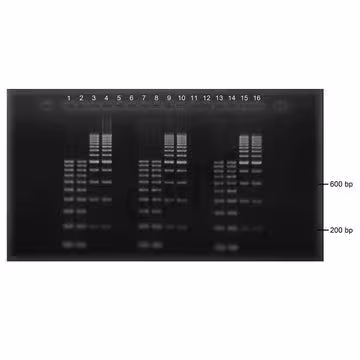 Gel agarose 1% tae avec bet 16+2 puits 10 pcs