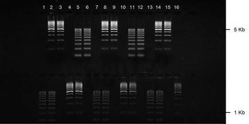 Gel agarose 1% tae avec bet 2 lignes de depots de 16+2 puits 10 pcs