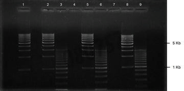 Gel agarose 1% tae avec bet 8+1 puits 10 pcs
