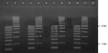 Gel agarose 1% tae avec bet 12+1 puits 10 pcs