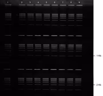 Gel agarose 1% tae avec bet 3 lignes de 8+1 puits 5 pcs