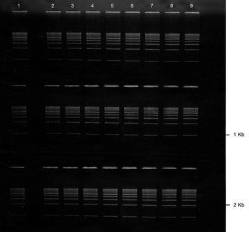 Gel agarose 1% tae avec bet 3 lignes de 8+1 puits 5 pcs