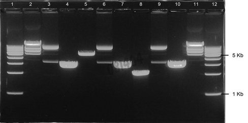 Gel agarose 2% tbe avec gelgreen 12+1 puits 10 pcs