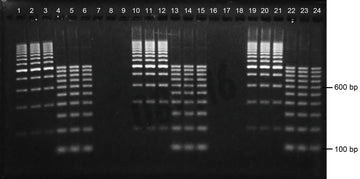 Gel agarose 1% tae avec bet 24+1 puits 10 pcs