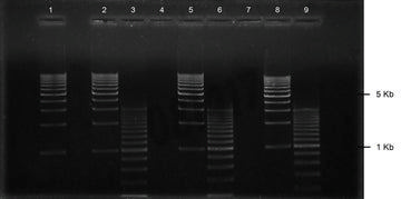 Gel agarose 1% tbe avec bet 8+1 puits 10 pcs