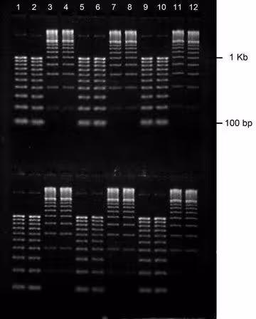 Gel agarose 1% tbe avec bet 2 lignes de depots de 12 puits 10 pcs