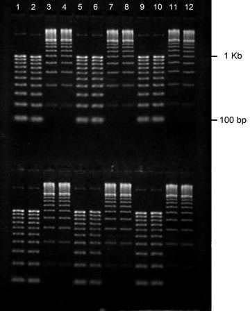 Gel agarose 1% tbe avec bet 2 lignes de depots de 12 puits 10 pcs
