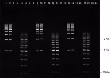 Gel agarose 1% tbe avec bet 24+1 puits 5 pcs